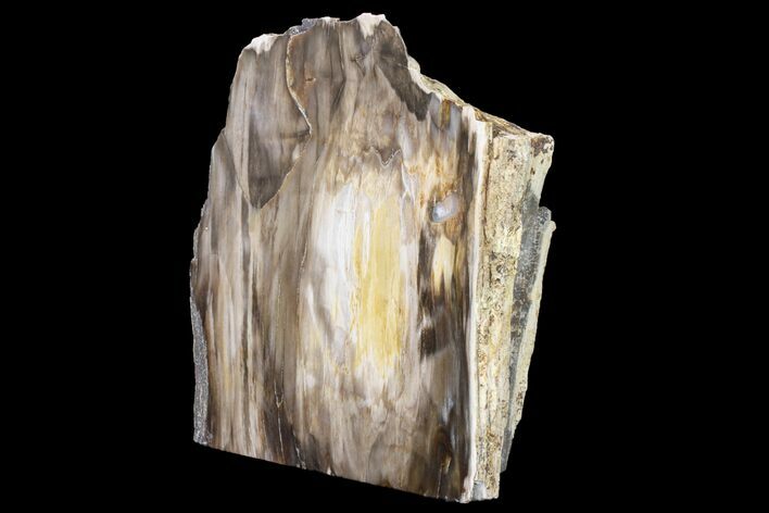 Polished, Petrified Dawn Redwood Stand Up - Oregon #152393